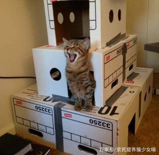 原创无论姿势是否有优雅当猫咪拥有了纸箱仿佛就拥有了整个世界