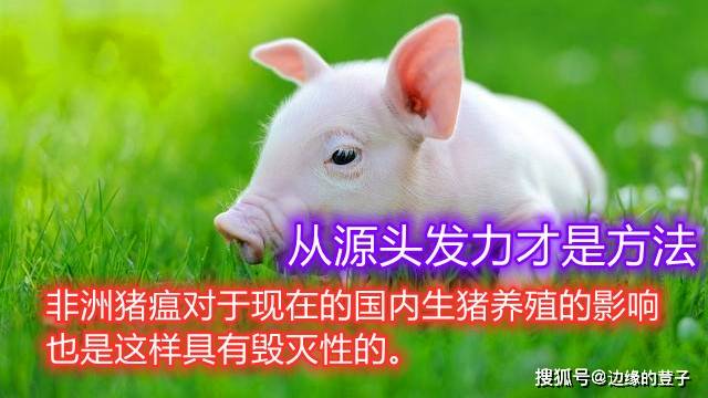 为什么要进口猪 ca5035a11d98432a80439de122b47779.jpeg