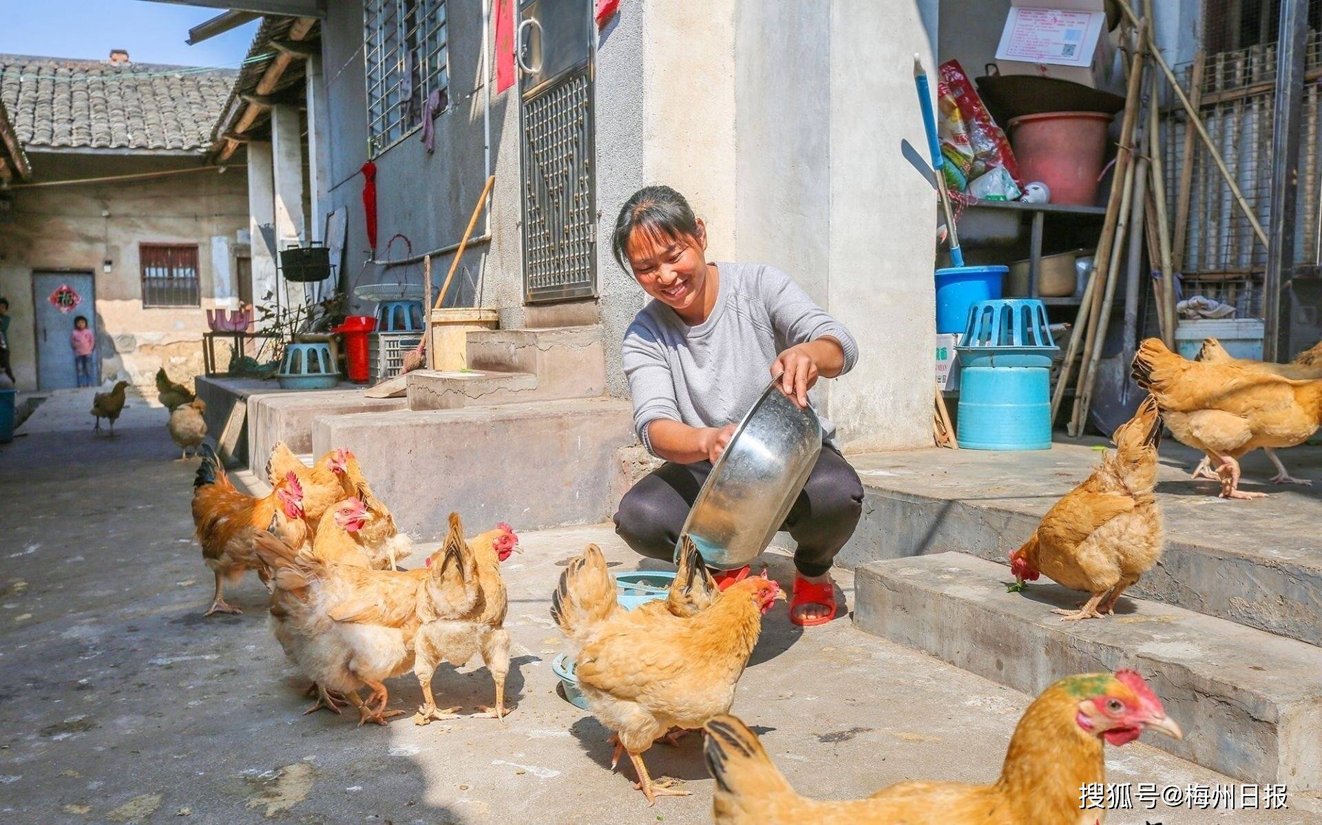 产业兴乡村美农民富广东兴宁鸭桥村乡村振兴美丽画卷正展开