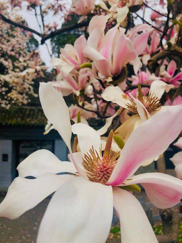 陕西400多岁的古旱莲开花了