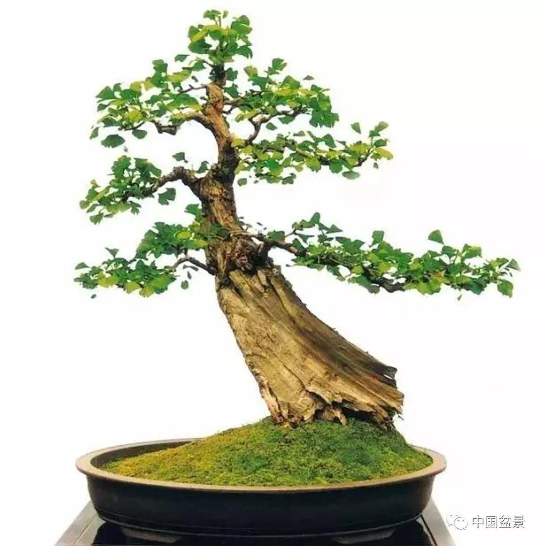 "东方圣树"——银杏盆景欣赏