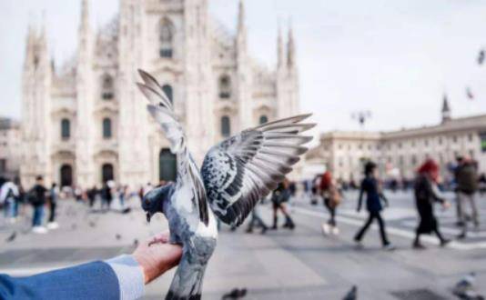 意大利最奇葩的禁令：游客禁止喂鸽子，听完原因真是哭笑不得