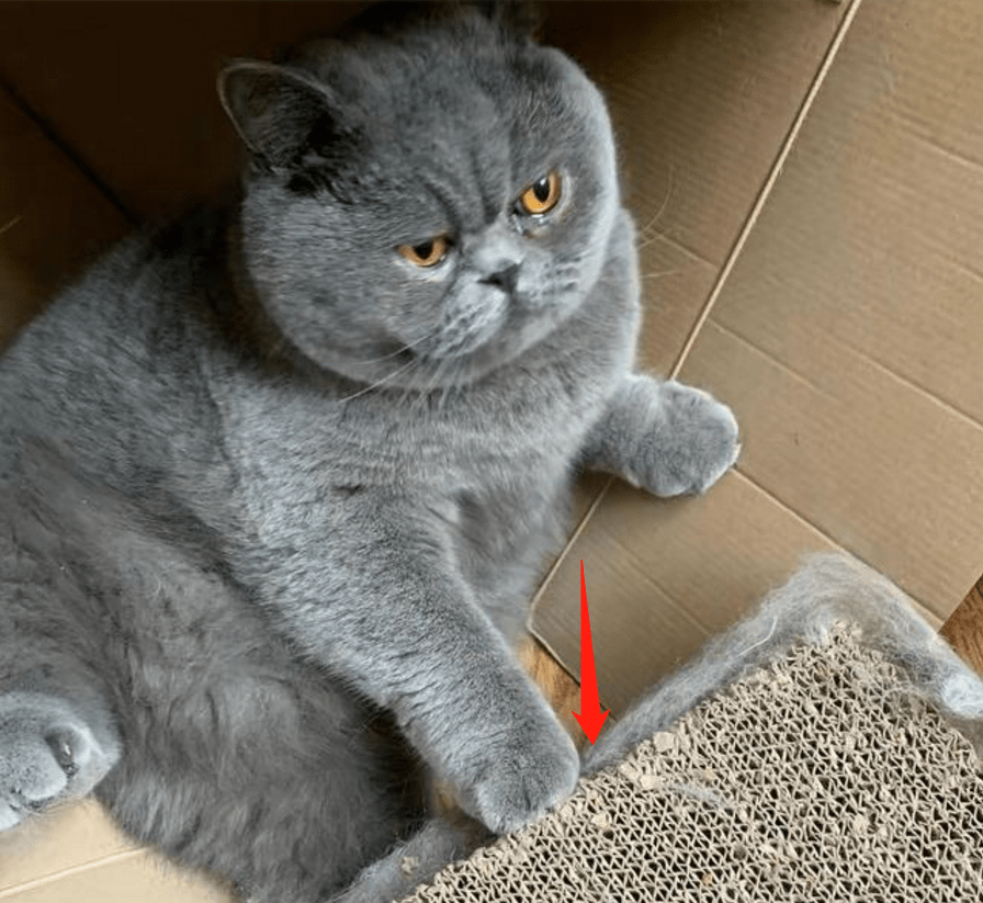 什么声音才能让猫咪过来 851dd41f6d7f4f909907deb505c0bf92.png