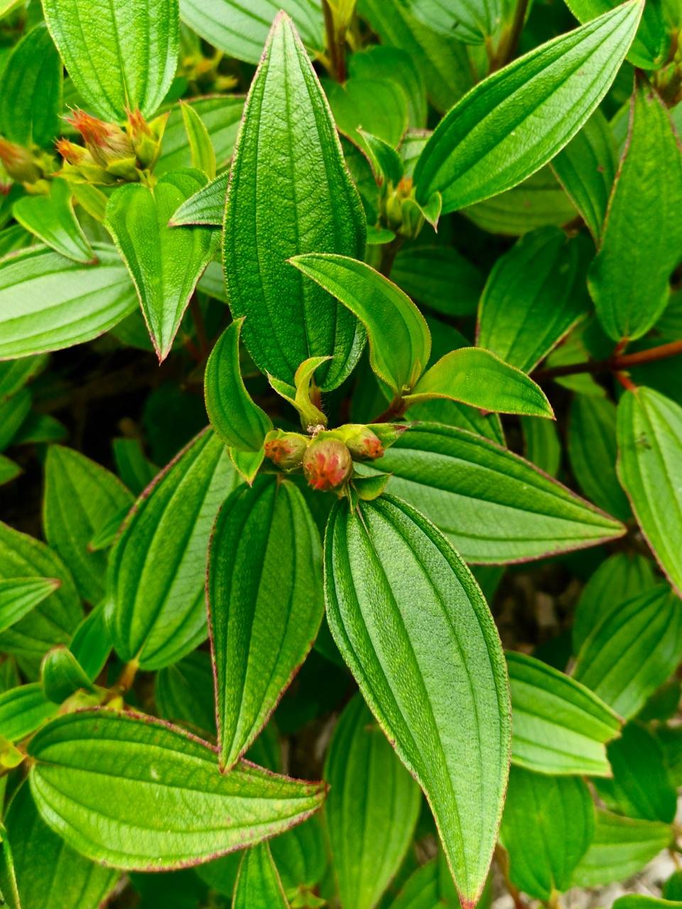 千奇百怪的植物叶子随便一拍好神奇