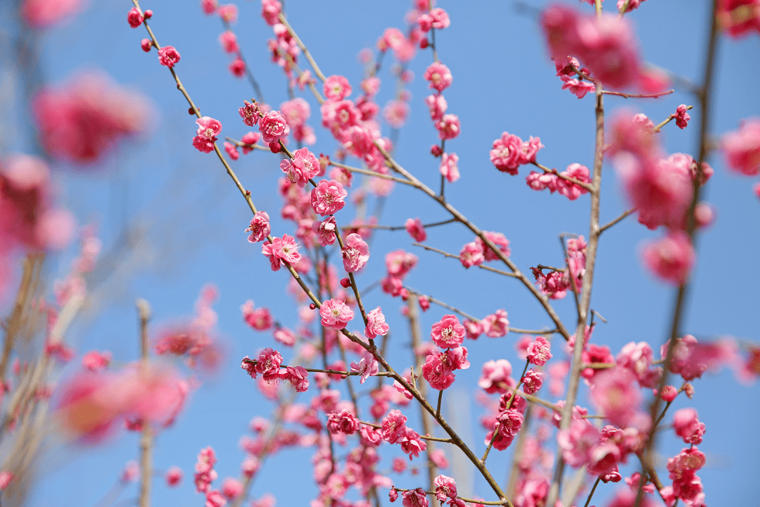 花海盛宴 | 新年添喜色，西昌湿地公园梅花绽放