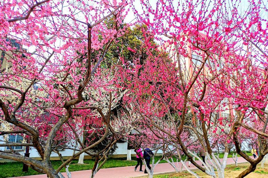 武汉:满城梅花开 喜庆报春来 市花绽放 美图欣赏