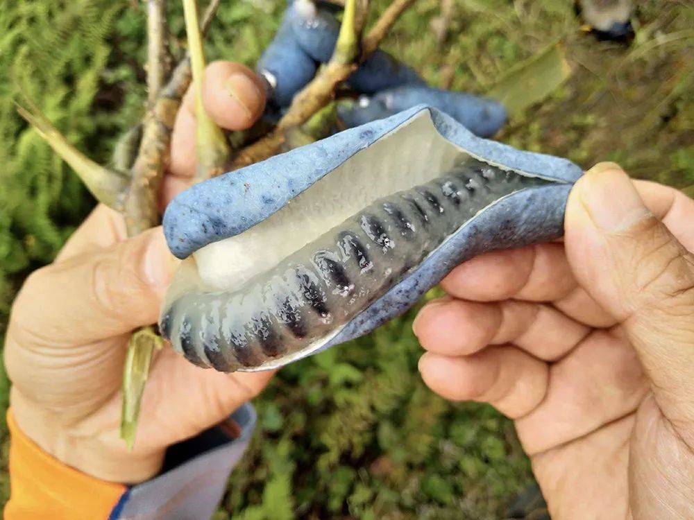 如果你家乡山上还有这野果,麻烦重视一下,很有价值,别再破坏了