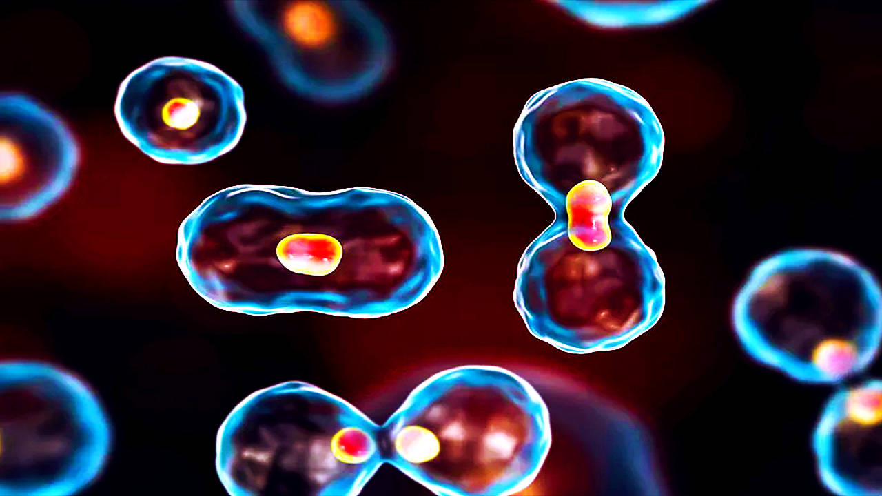 生命研究者 人类染色体被修改过 否则生命延长千倍以上 细胞