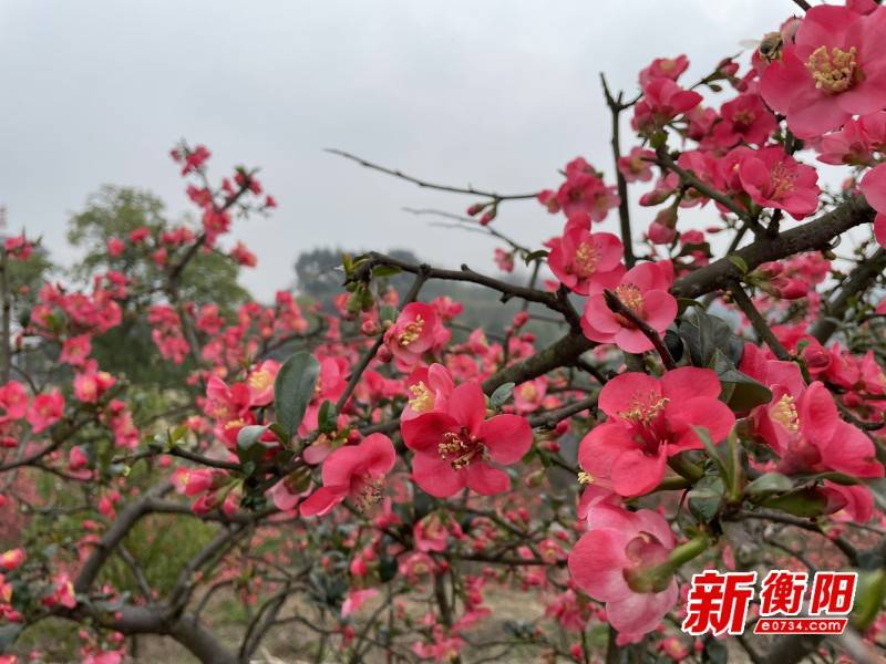 新春走基层：春节假期百亩海棠花盛开 文明旅游成亮丽风景