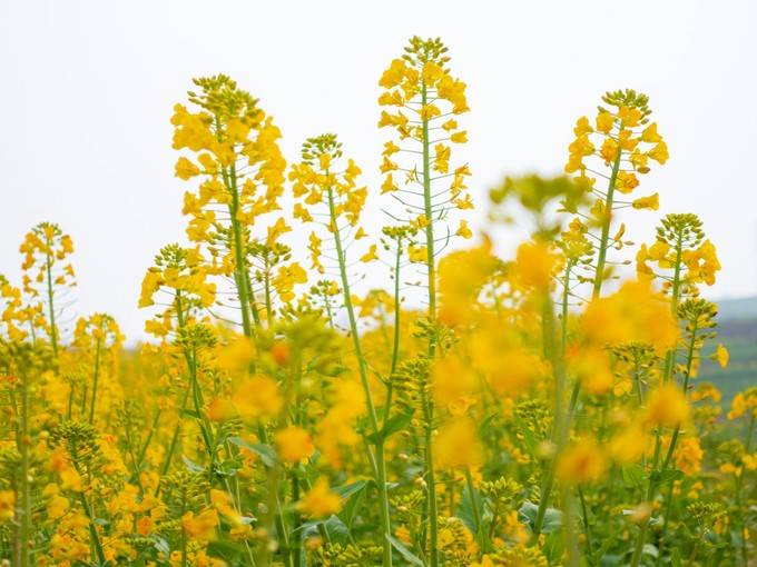 全国油菜花海盘点！寻找属于一片自己的秘境