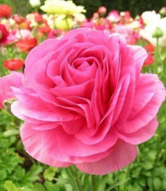 喜欢赏花 夏天就种此款小花 浇点水就呼呼长 花朵硕大 桔梗