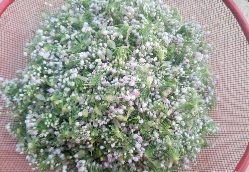 什么时候韭菜花就开了 874da4fd29654d0fa4afd69e099b1eb6.jpeg