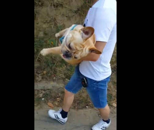 主人帶狗狗去鍛鍊，狗狗累到不行，要主人抱著走路！ 萌趣萌寵 第3张