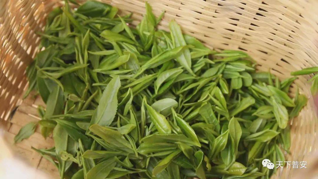 【一防两不停 确保开门红】普安:2万多亩"乌牛早"春茶全面开采_茶叶