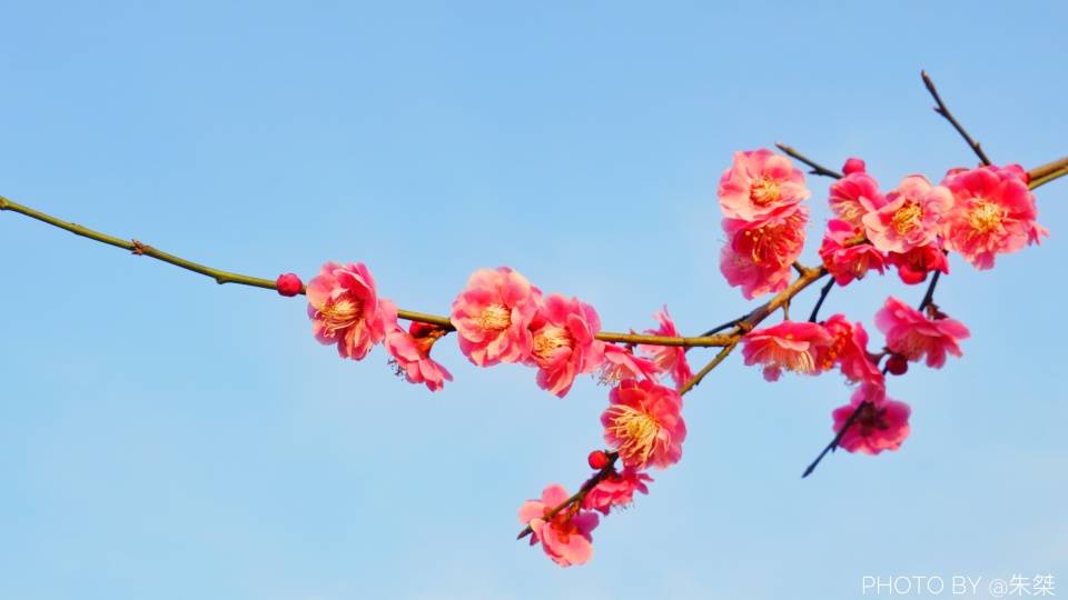 正值赏梅好时节，无锡梅园5000多株梅树盛开，游客为何感叹太堵了