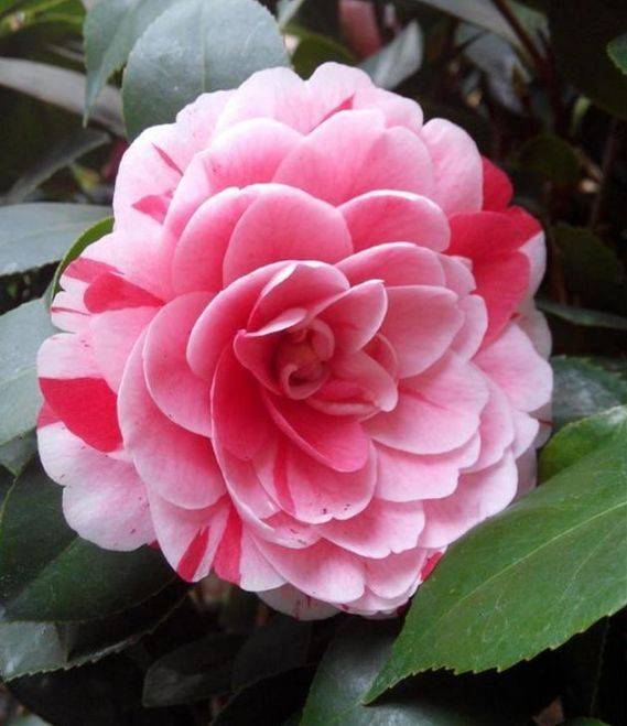 四季茶花有几个品种 205819a70360498caed2c265f7ff30b6.jpeg