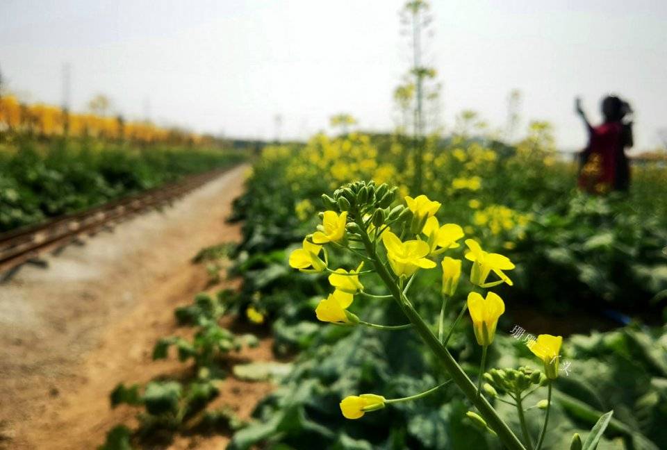 广州这里有多彩“菜花”花海，坐“小飞机小火车”赏花，地铁直达