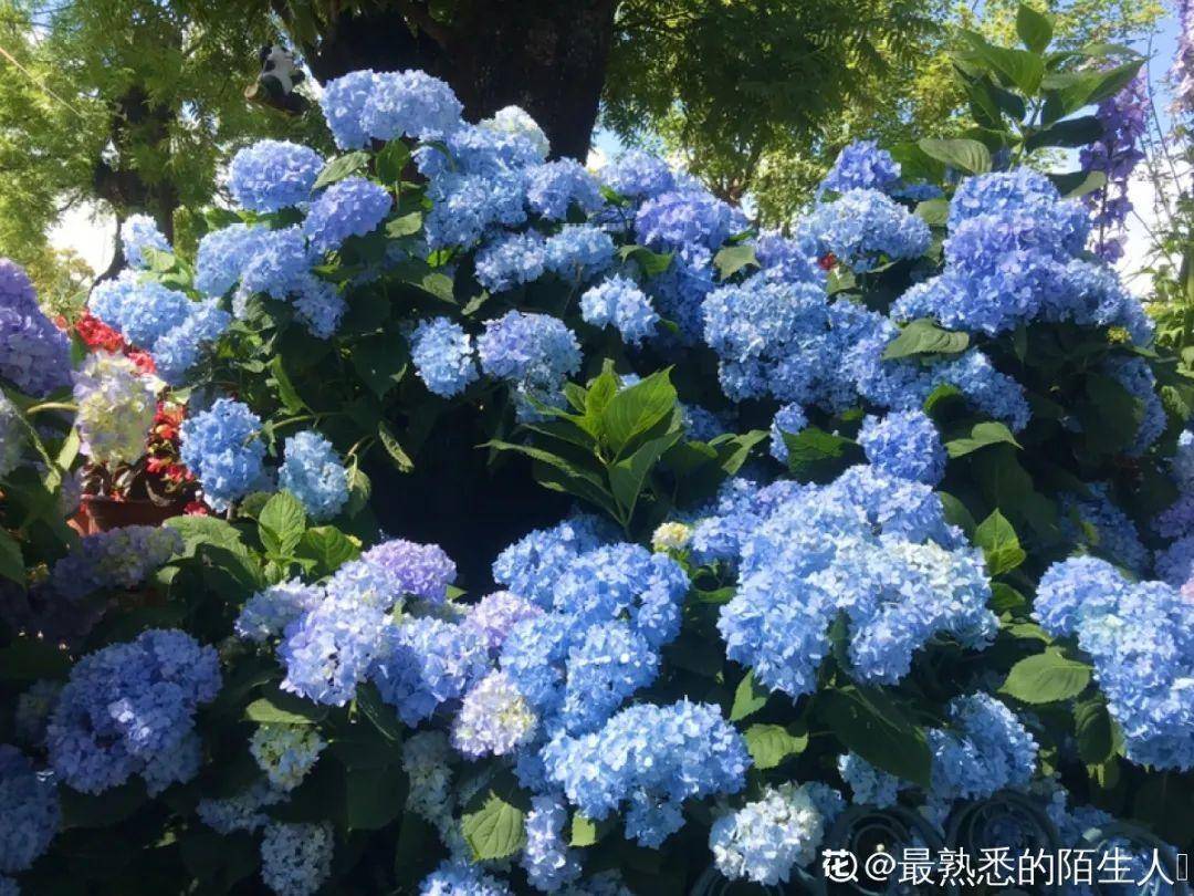 怎么快速醒鲜花 99cf827975b44437beeb410c4752cd27.jpeg