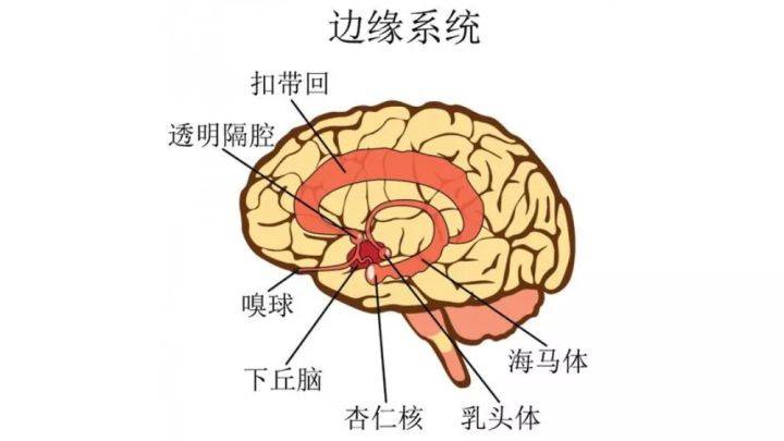 嗅觉系统,你不知道的那些事儿~