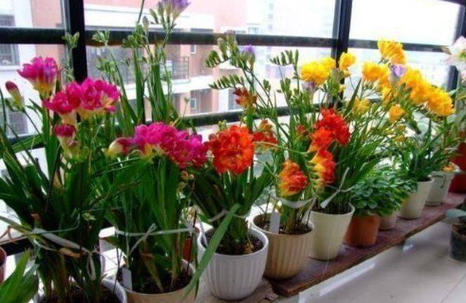 现在能种香吗 e6f765db355b400ea08a95897ad46c7d.jpeg