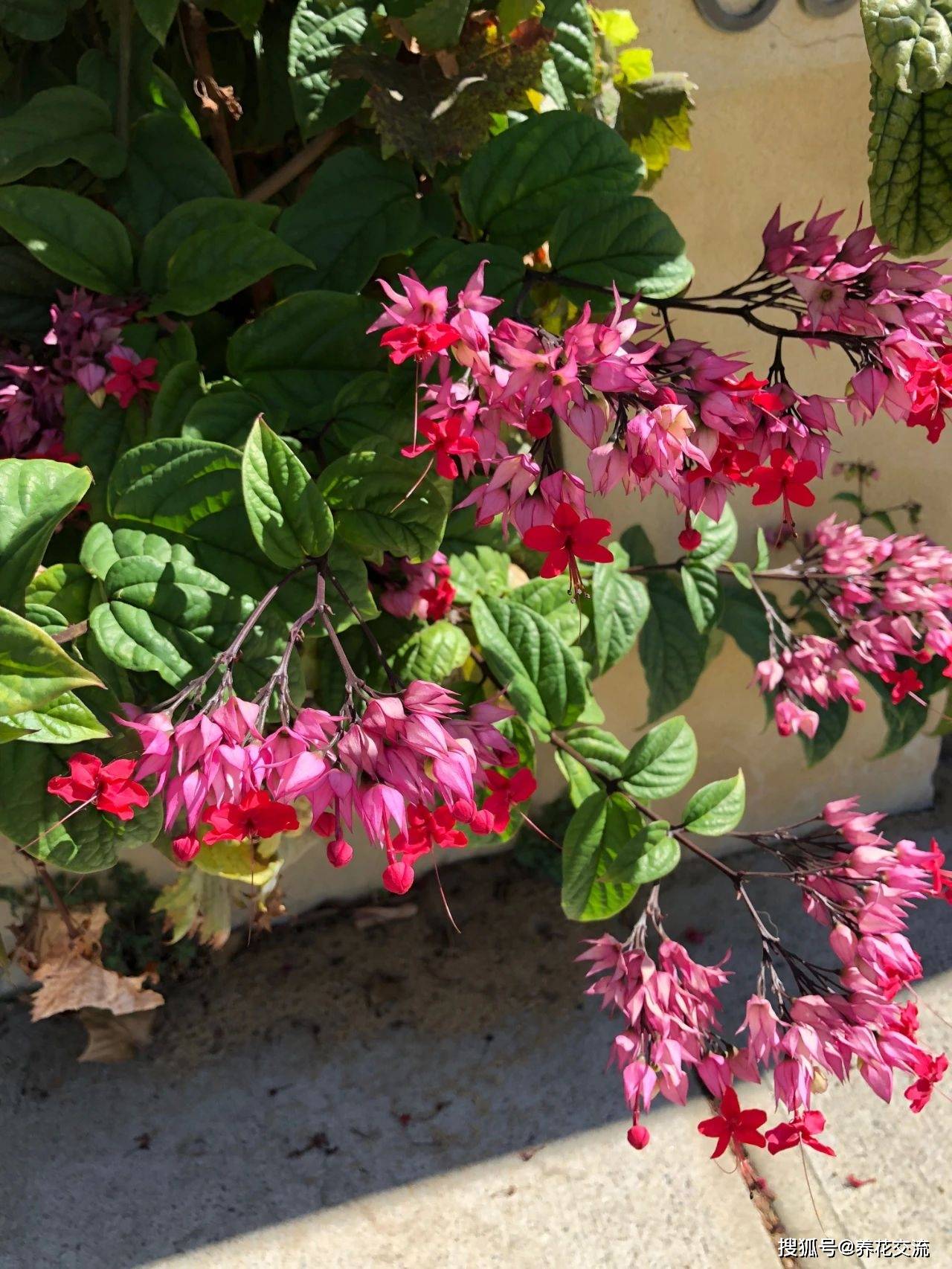 南北地区都能养,有几点要注意_龙吐珠