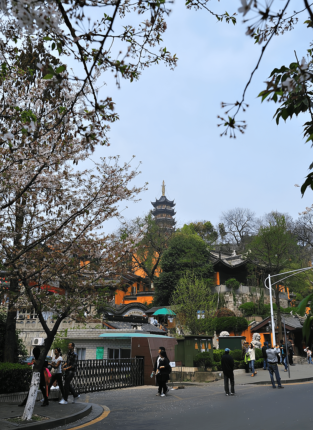 南京有一条“樱花大道”，与千年古刹鸡鸣寺相邻，景色美如画
