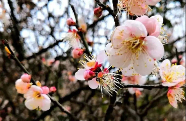 2021年春季国内赏花（梅花、桃花、樱花、杏花、梨花、油茶花）打卡地