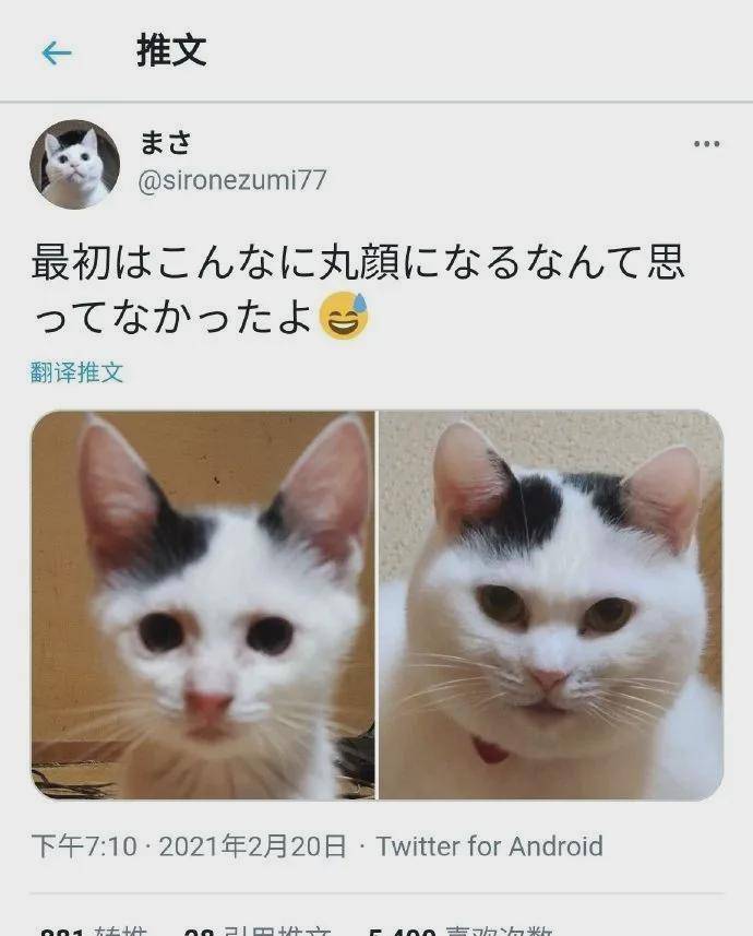 怎么看小猫是不是圆脸 20cda1c2842a4f5fb3ba3b1bdb2ef5bf.jpeg