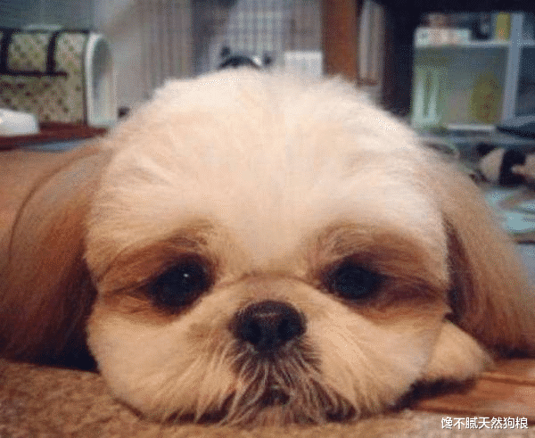55369c2204644d24a97e7faabf59af94.png