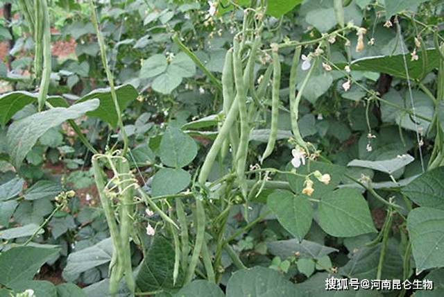 豆角是不是蔬菜类 833e5fac8cd245ac9a9bcdaa93f0c835.jpeg