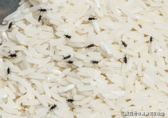 米面生虫了还能不能吃今天才弄明白教你7个小妙招