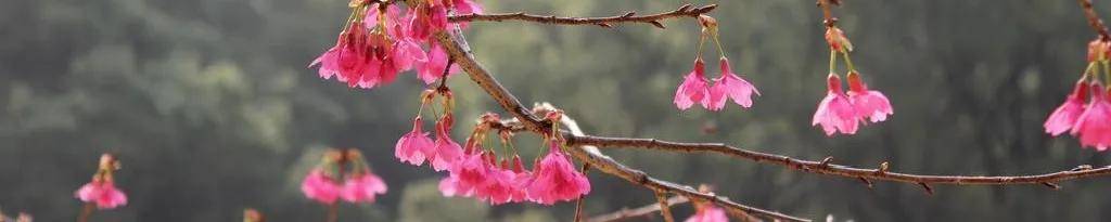 看一场人海 是每朵庆元山樱花的梦想