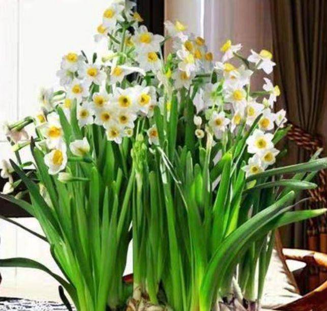 4种花养在家里 一整年都有好运气 漂亮寓意好 幸福满满好运来 花盆