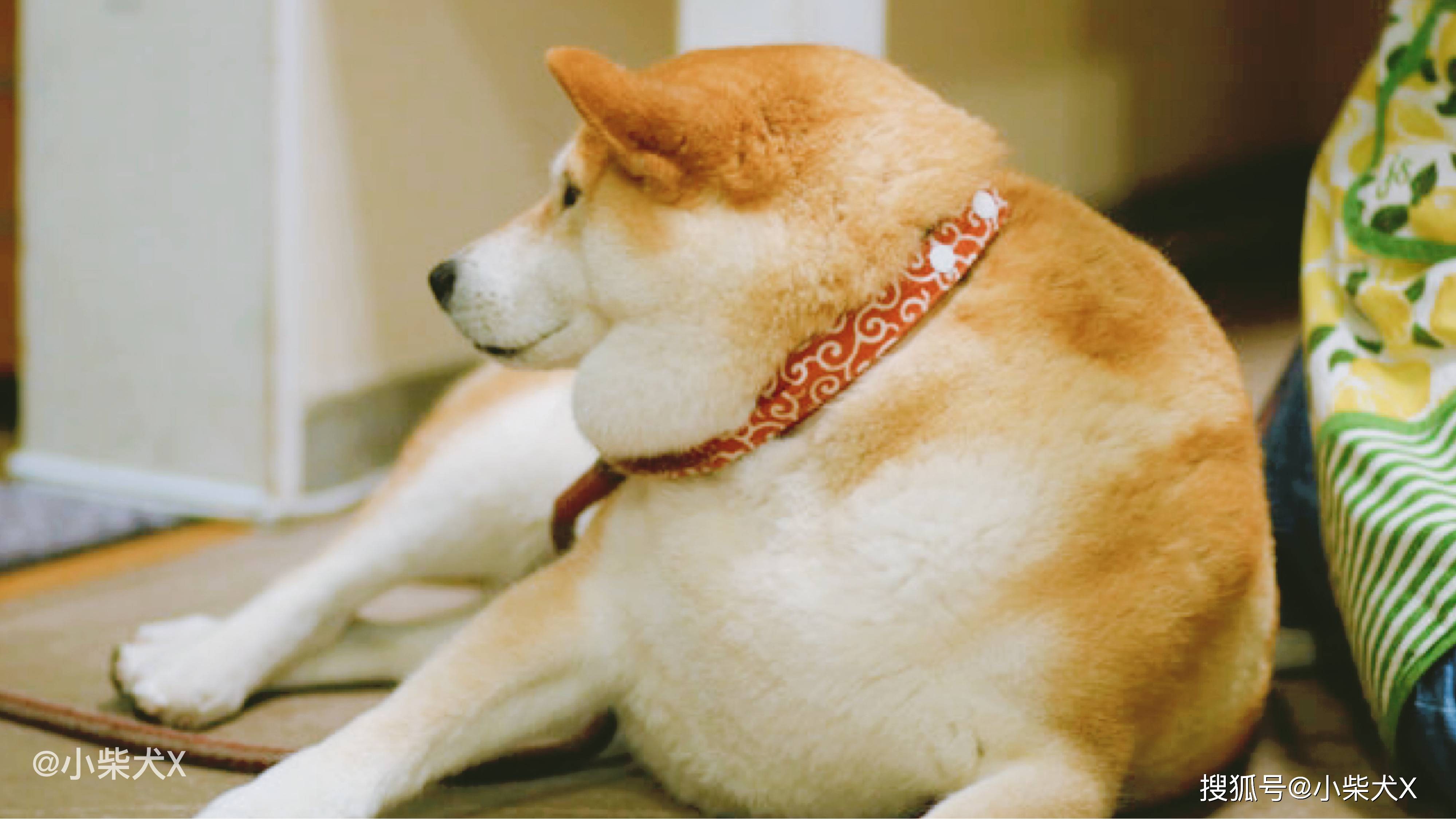因为太胖居然成为了门面担当这只柴犬狗生得意了