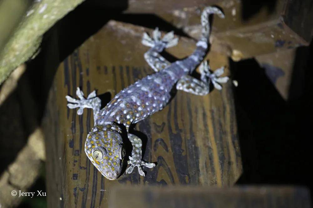 去年一年,《國家重點保護野生動物名錄》中,我們拍到了多少?