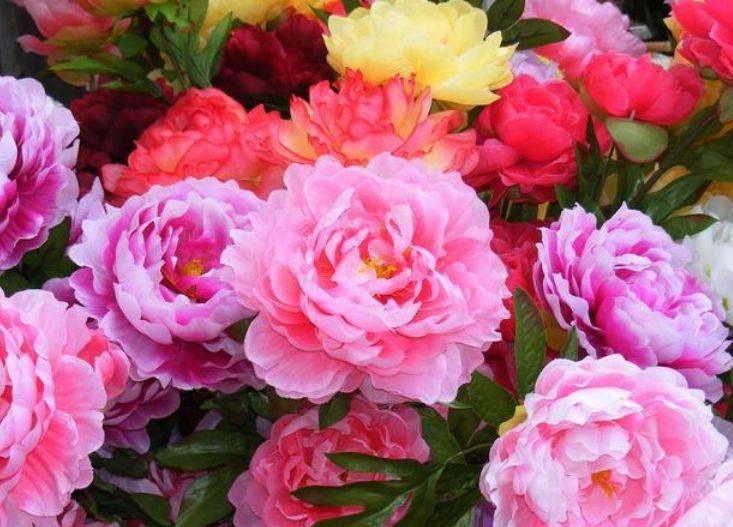 自带财运的4种花 婀娜多姿 人见人爱 美的让人热泪盈眶 牡丹花