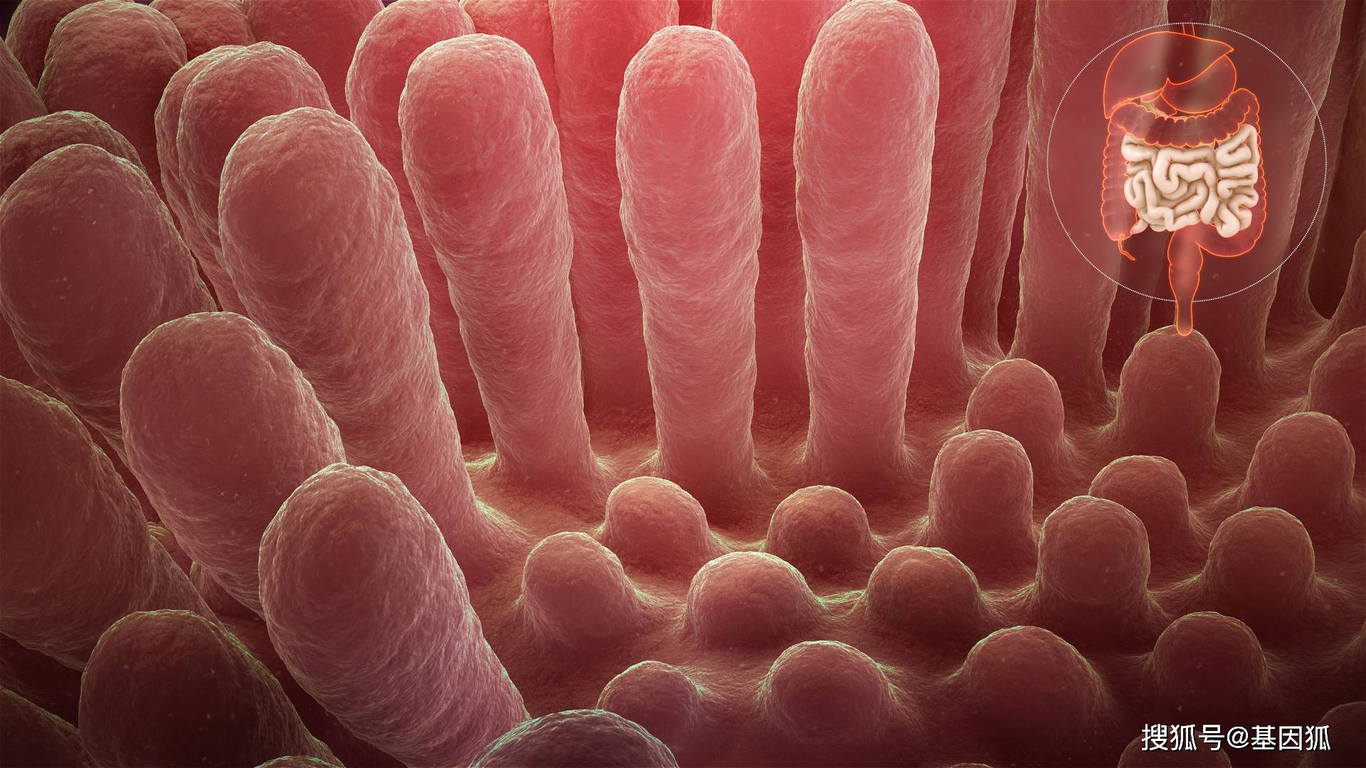 一,维持肠黏膜屏障功能