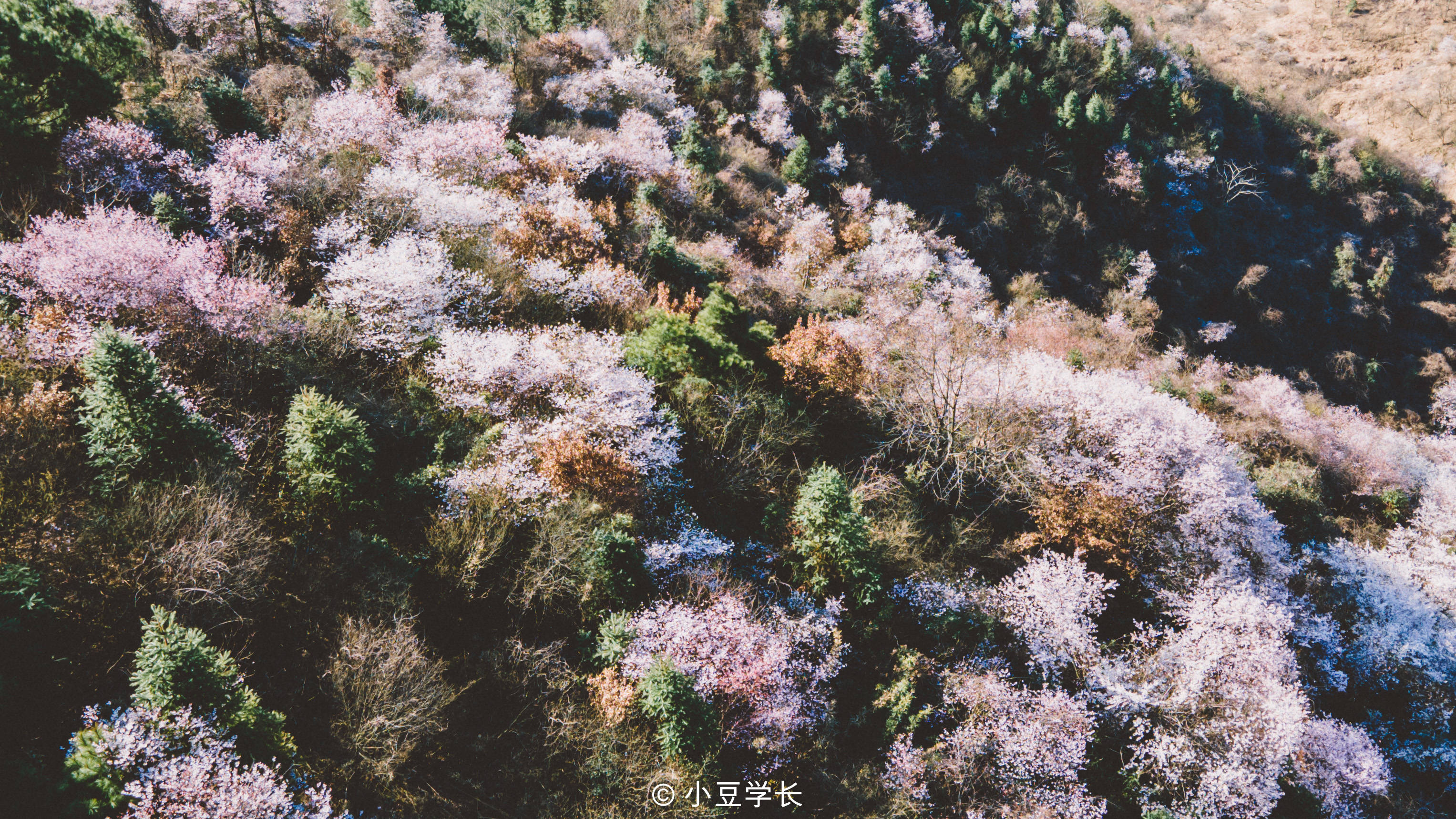 杭州周末自驾游 | 建德三都数万亩野樱花开放，收下赏樱攻略