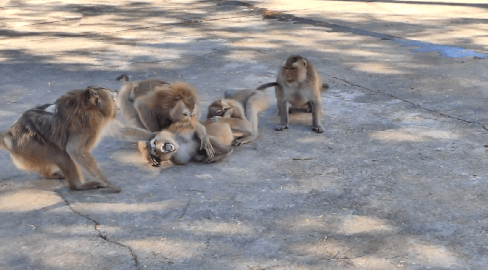 一群猴子欺负一只猴子,场面一度混乱不堪,没想到猴子界也有霸凌