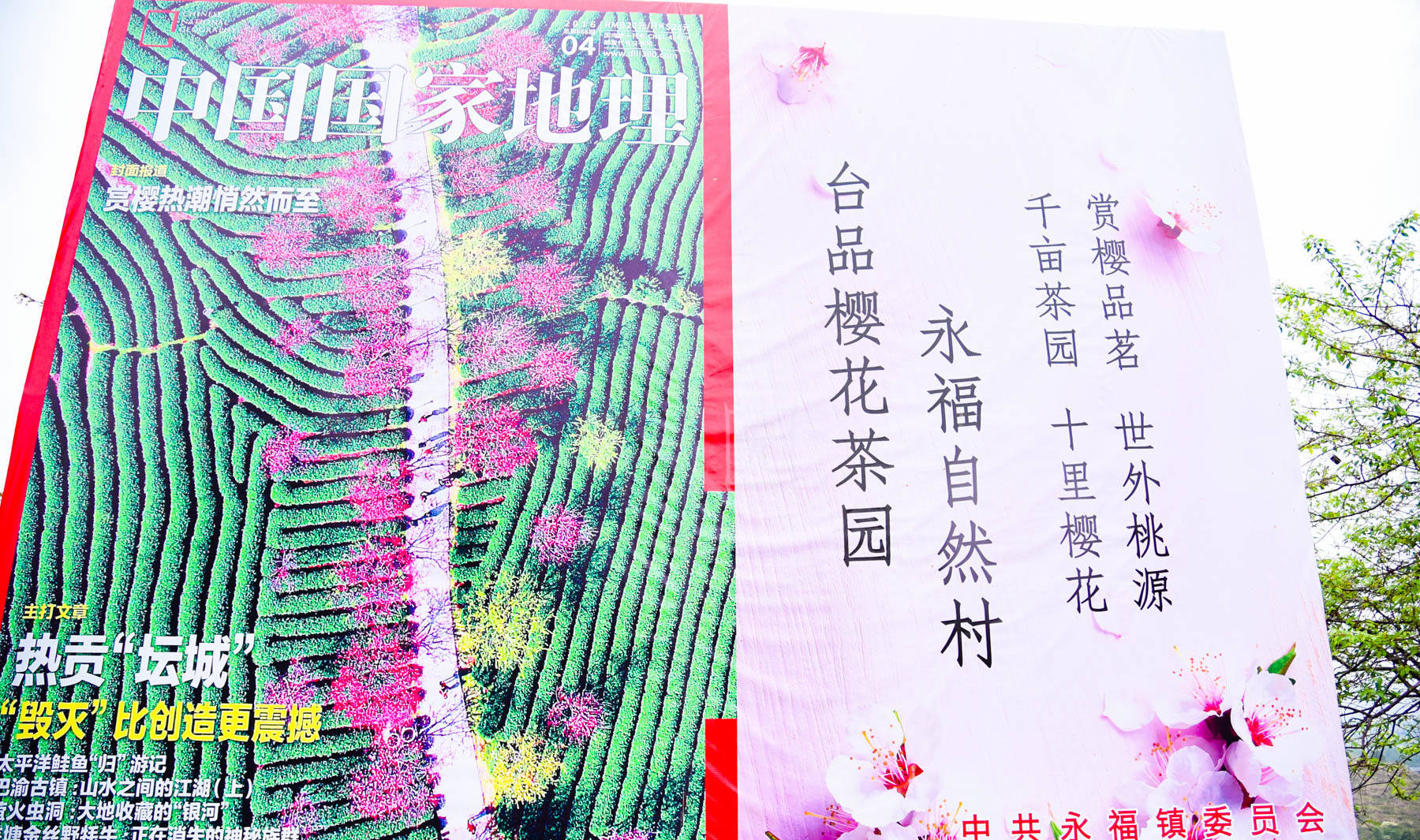 福建漳平藏国内赏樱好去处，千亩茶园中樱花盛开，红绿交织太漂亮