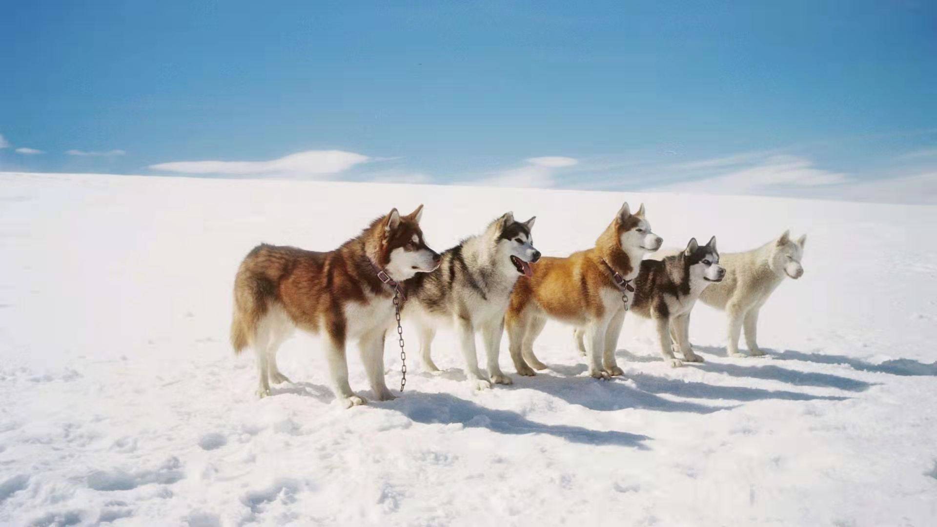 《南极大冒险》电影解说:拍的好感人,看哭不知道多少遍了!