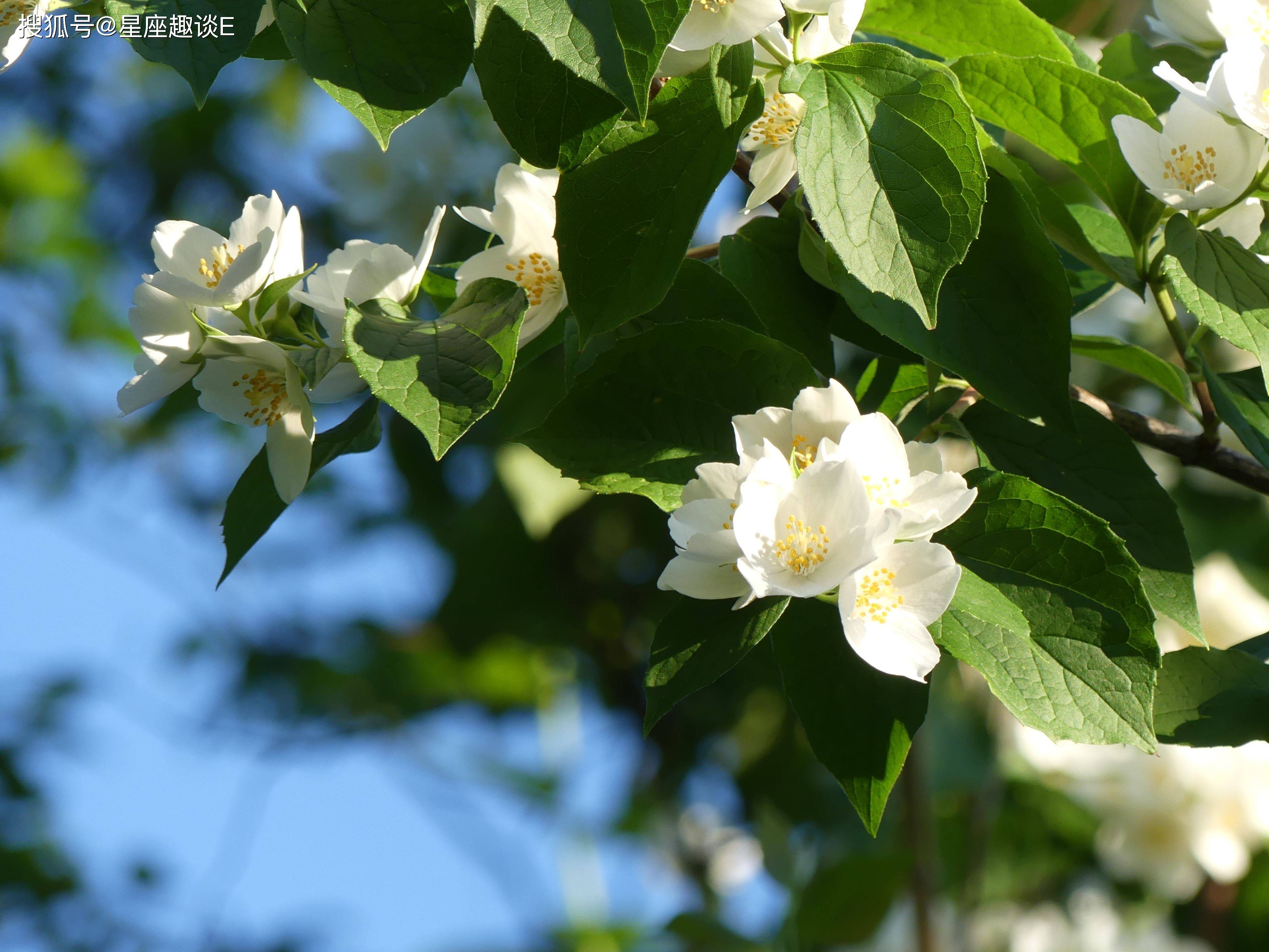 桃花贵人口诀_桃花贵人纹(2)