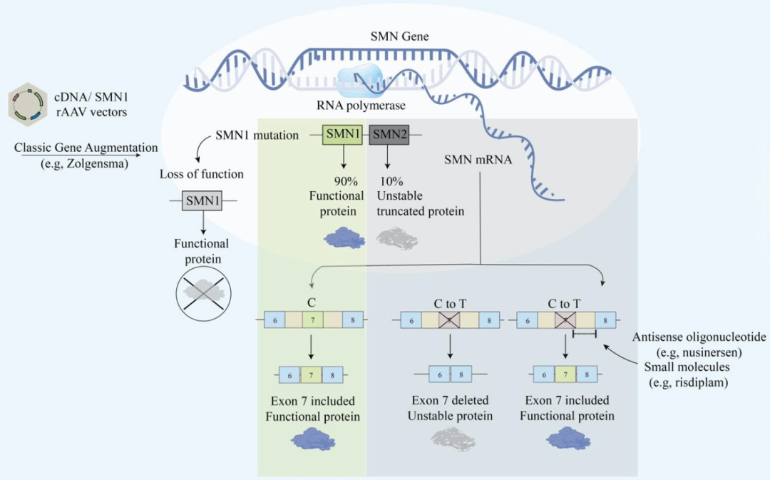 罕见病脊髓性肌萎缩致病基因smn1