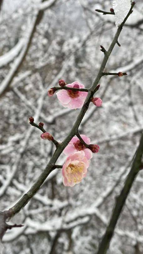 牛年首场瑞雪降临，来济南红叶谷踏雪赏梅