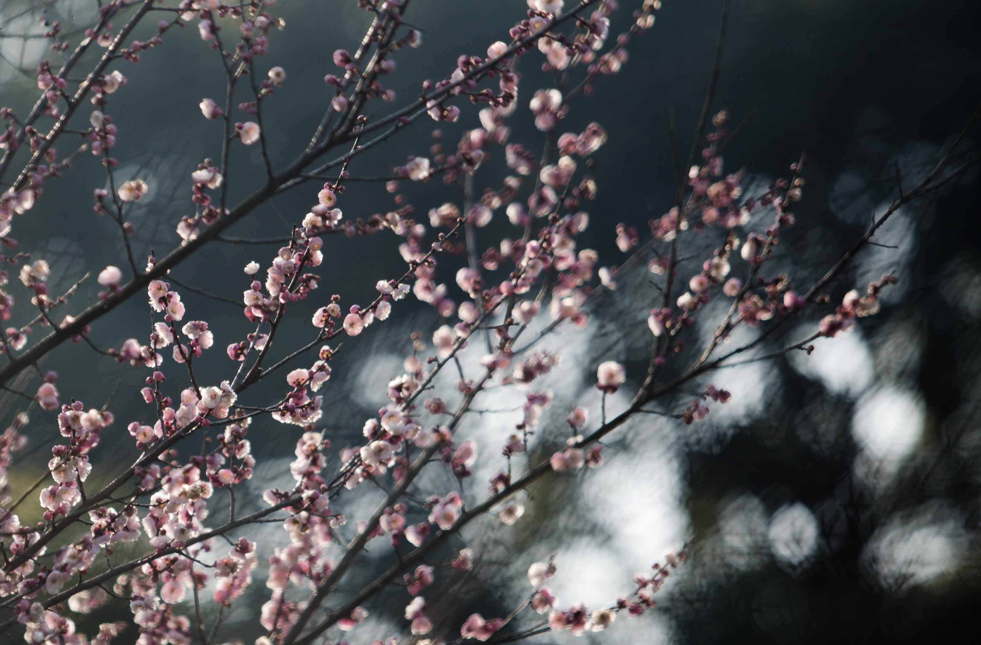 免费观看梅花可以去的地方，看看春天的美景。