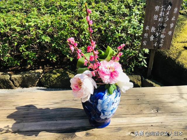 上野公园东照宫里的寒牡丹开花 来自中国又赋予了日式风韵 白色