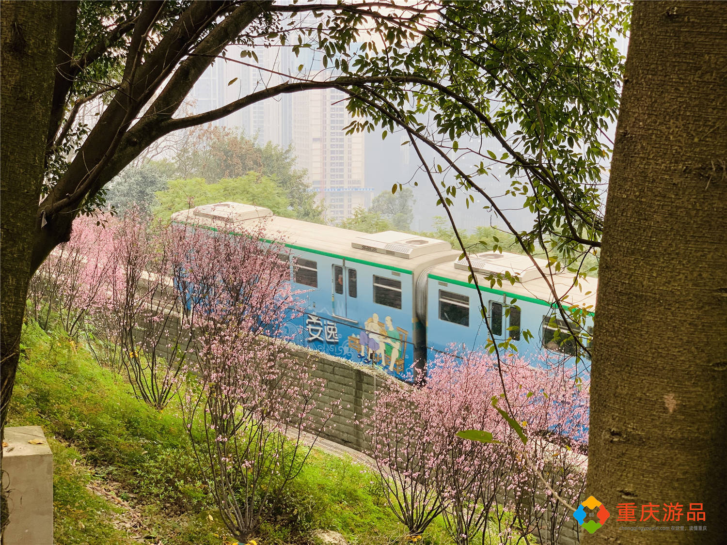 重庆开往春天的列车背后：无人机乱飞，树枝被折断，游客很失望