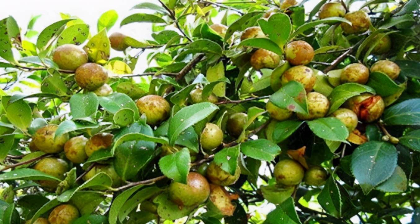 春节前夕,"油茶之乡"广东省河源市龙川县,漫山遍野的茶油树长势正旺.