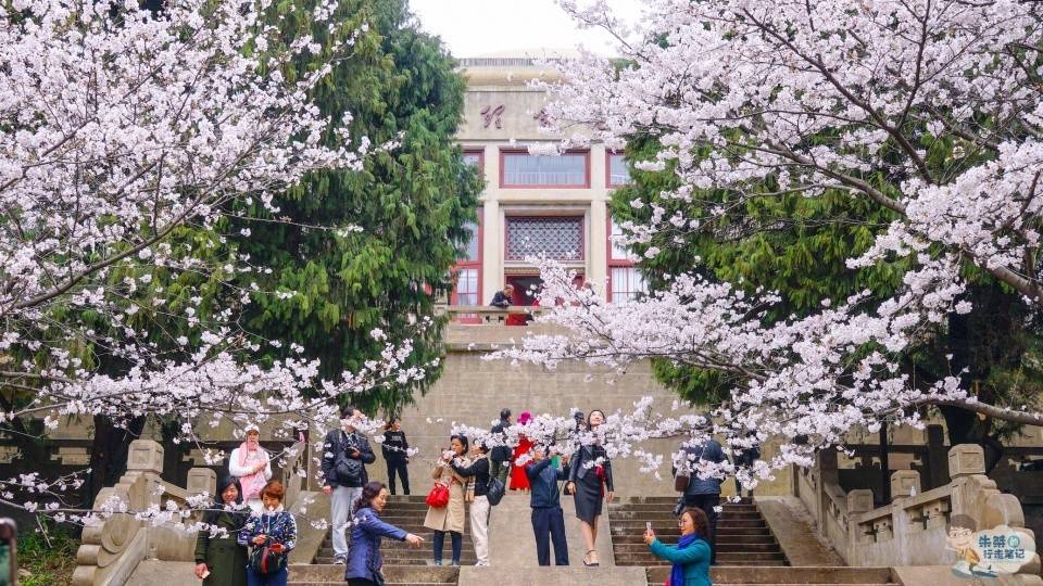 人文和自然相结合的赏樱胜地——武汉大学樱花大道
