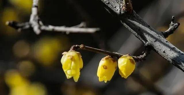 邂逅春天 | 3月，天津将成为花的海洋，赏花指南请收好！